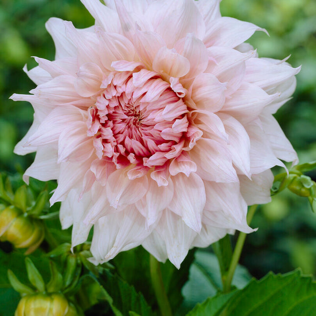 Dahlia Decorativ Shiloh Noelle 1-pack