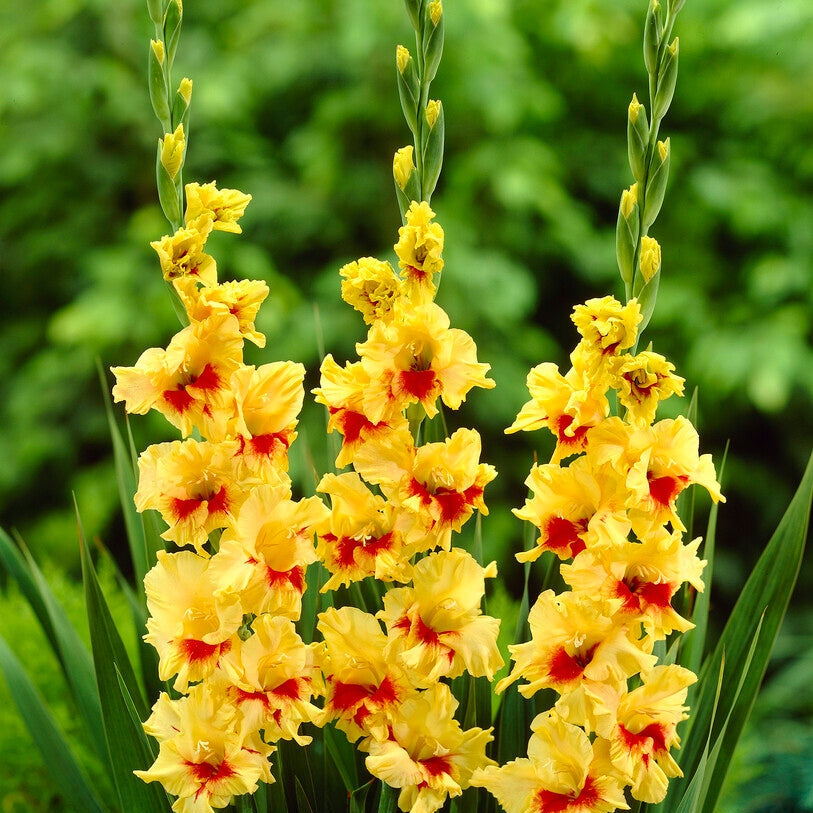 Gladiolus Jester 10-pakkaus
