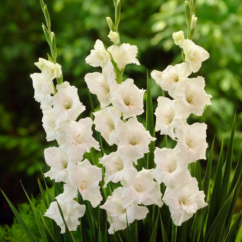 Gladiolus White Glory 10-pakkaus