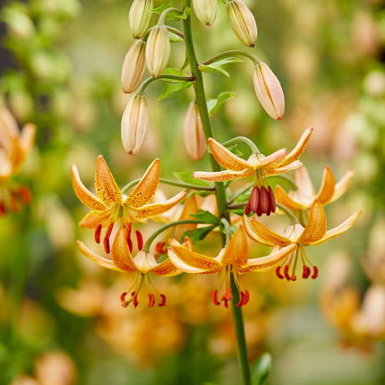 Krollilja-Lilium martagon 'Guinea Gold' 1-pack