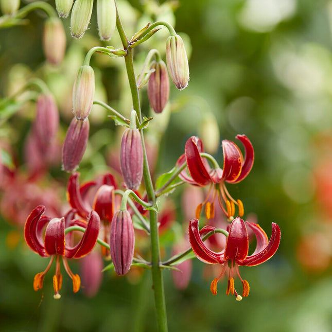 Krollilja-Lilium martagon 'Claude Shride' 1-pack