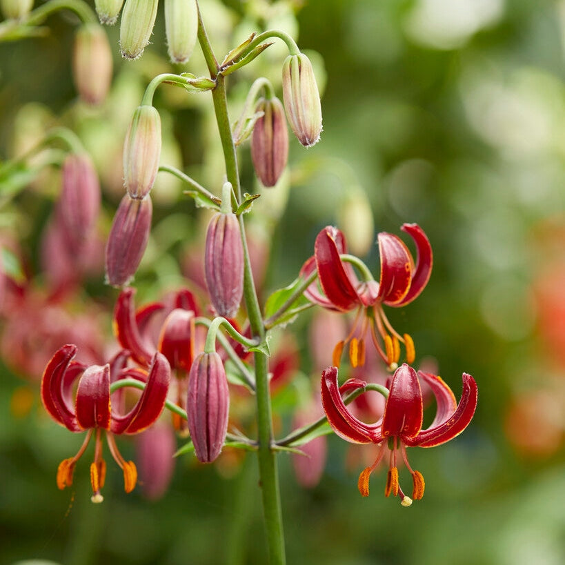 Krollija-Lilium Martagon Claude Shride 1-pakkaus