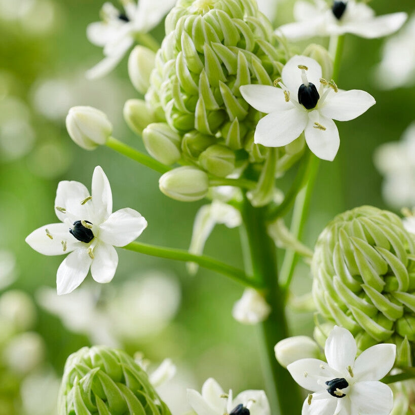 Ornithogalum Saundersiae 2-pakkaus