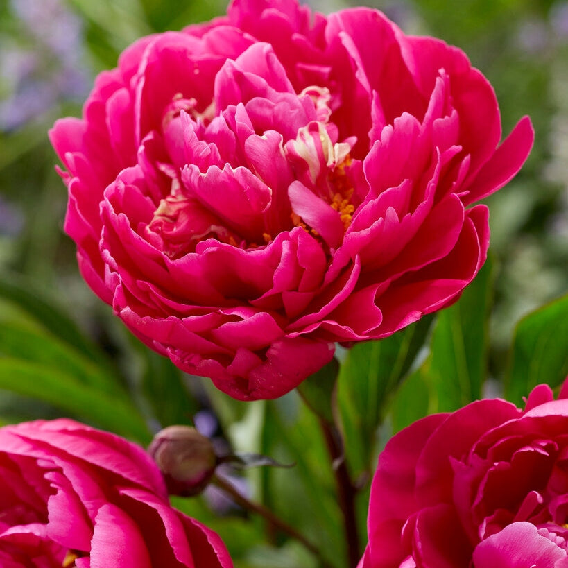 Pioni-Paeonia Karl Rosenfield 1-pakkaus