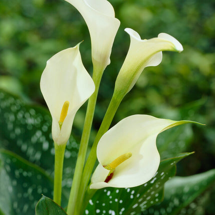 Zantedeschia Albomuculata 1-pack