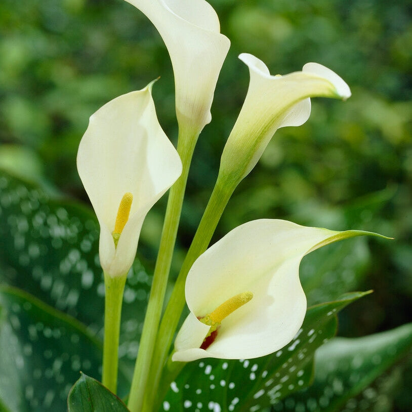 Zantedeschia Albomuculata 1-pakkaus