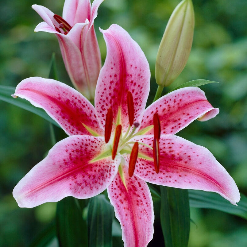 Itämainen lilja - Lilium Oriental Stargazer 2-pack