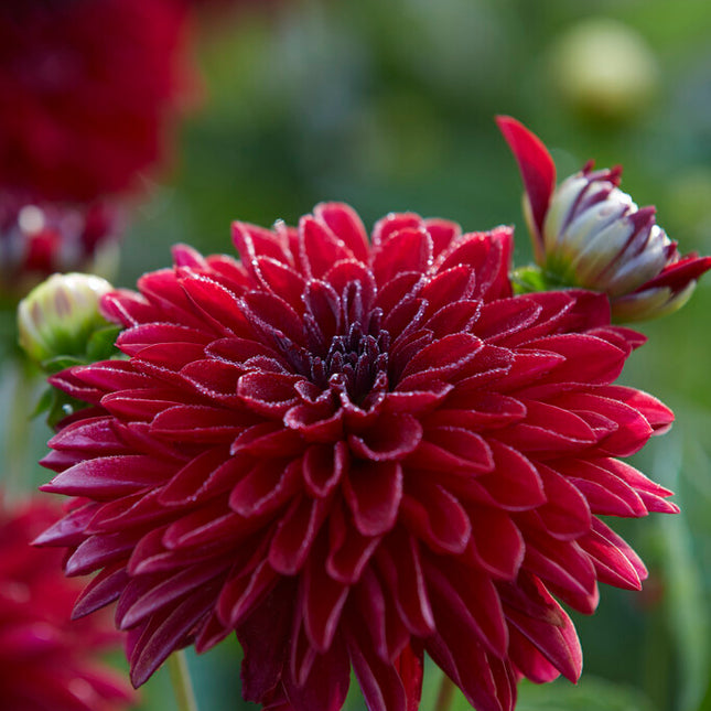 Dahlia Border Melody Mambo 1-pack