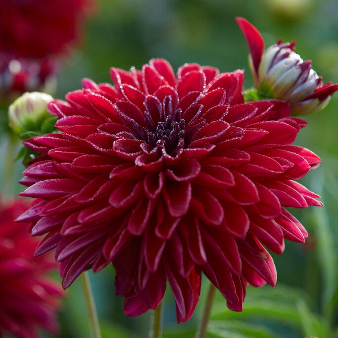 Dahlia Border Melody Mambo 1-pakkaus