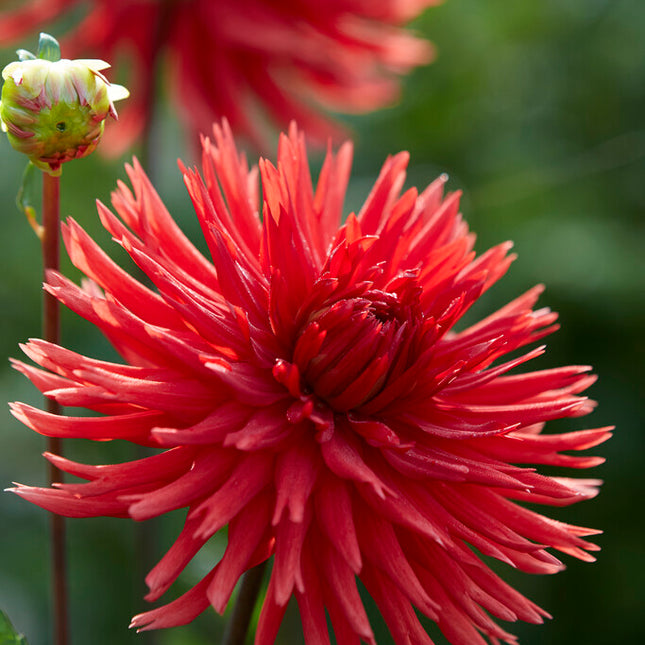 Dahlia Cactus Berger's Record 1-pack