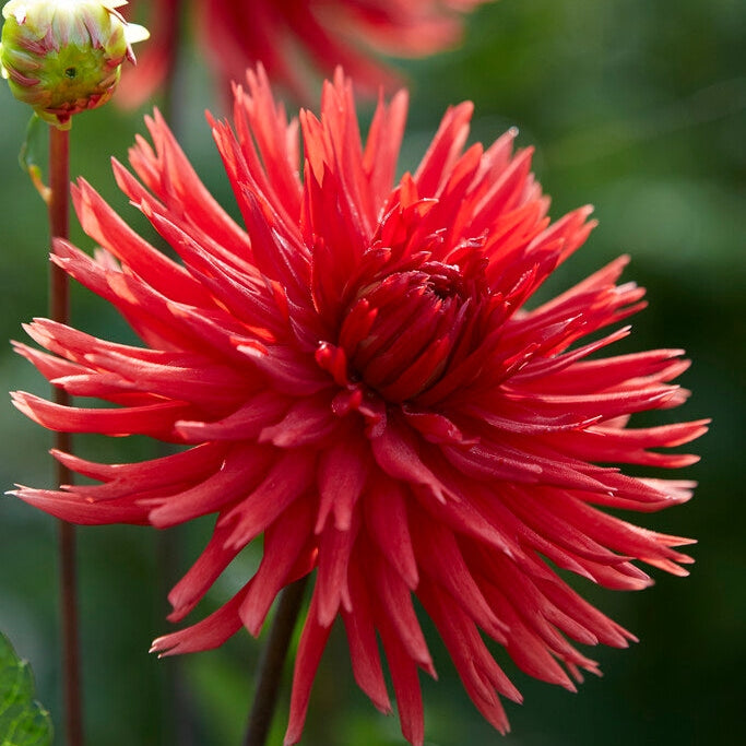 Dahlia Kaktus Bergerin Taltio 1-pakkaus
