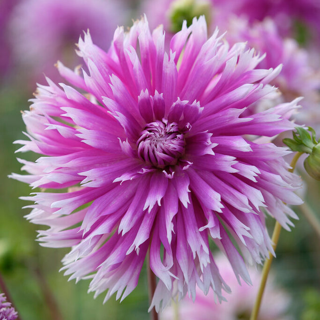 Dahlia Cactus Table Dancer 1-pack