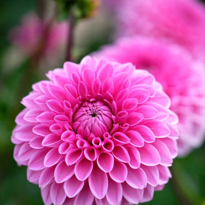 Dahlia Boll Sandra 1-pakkaus