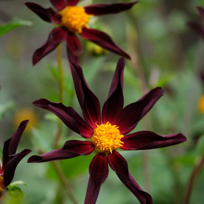 Dahlia Special Verrone&