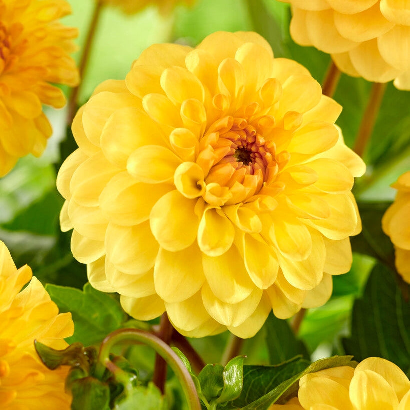 Dahlia Koristeellinen Kulta Spector