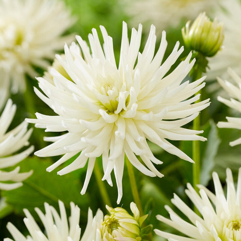 Dahlia Border Playa Blanca 1-paketti