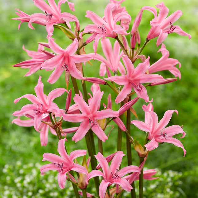 Nerine Bowdenii 2 -pack