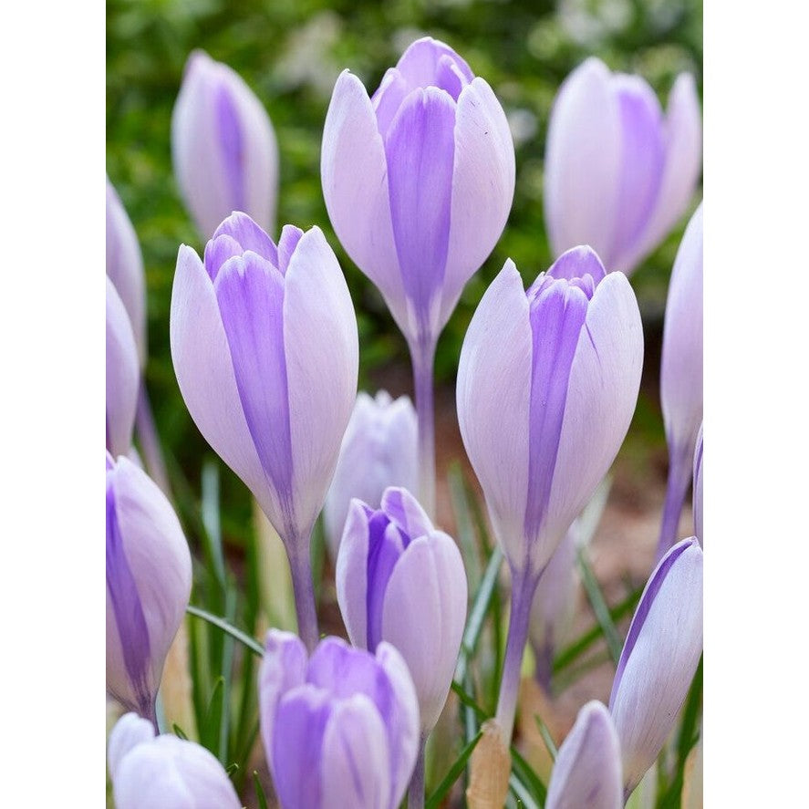 Kevätkrookus-Crocus Vernus &
