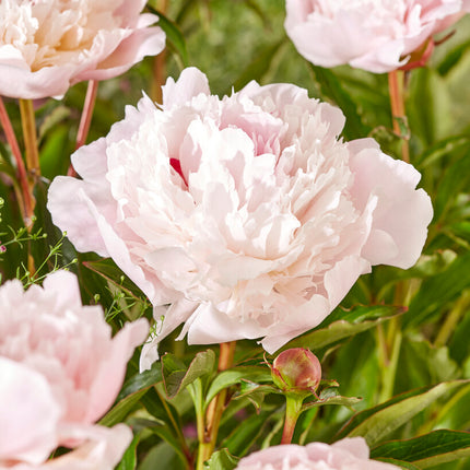 Pion-Paeonia Immaculee 1-pack