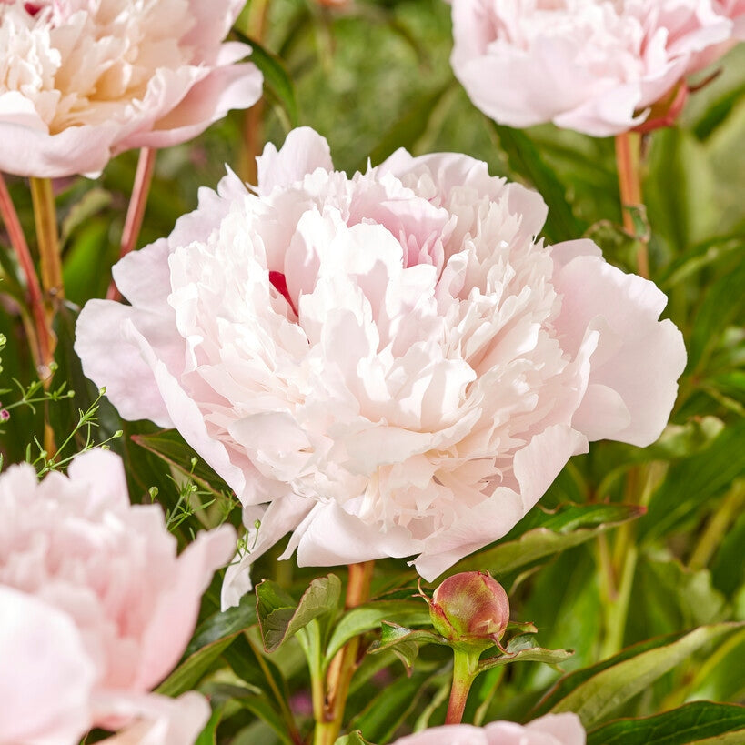 Pioni-Paeonia Immaculee 1-pakkaus