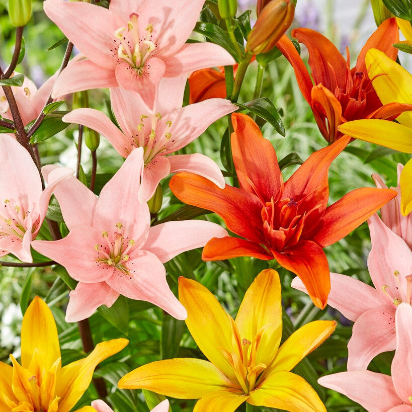 Aasia lilja - Lilium Asiatic Mixed 3-pakkaus
