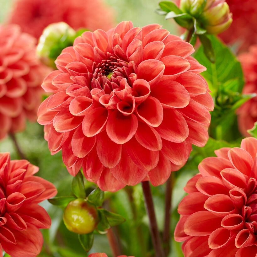 Dahlia Boll Zundert Mystery Fox 1-pack