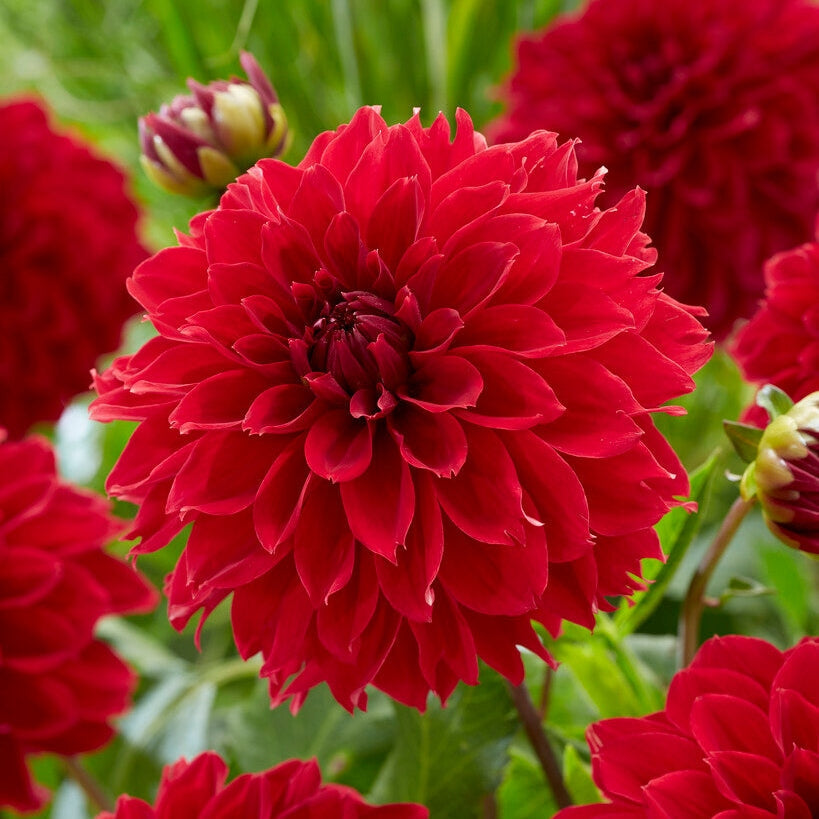 Dahlia Fubuki Red 1-pakkaus