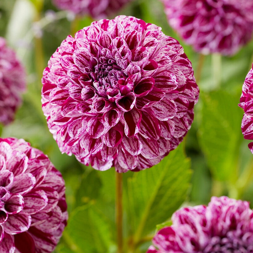Dahlia Pompon Marmori Pallo 1-pakkaus
