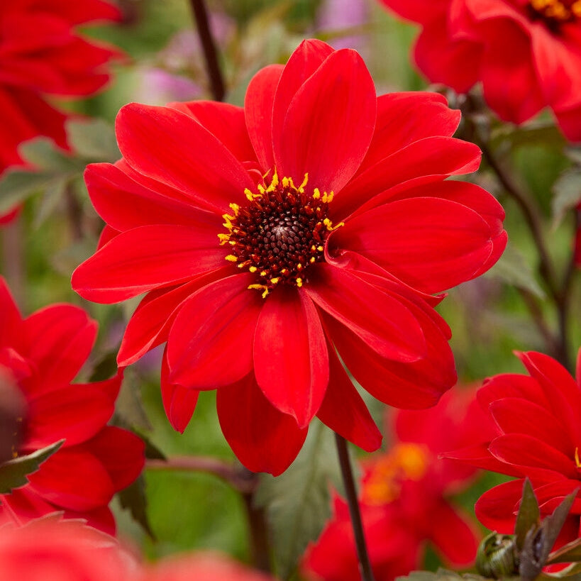 Dahlia Border Bishop of Llandaff 1-paketti