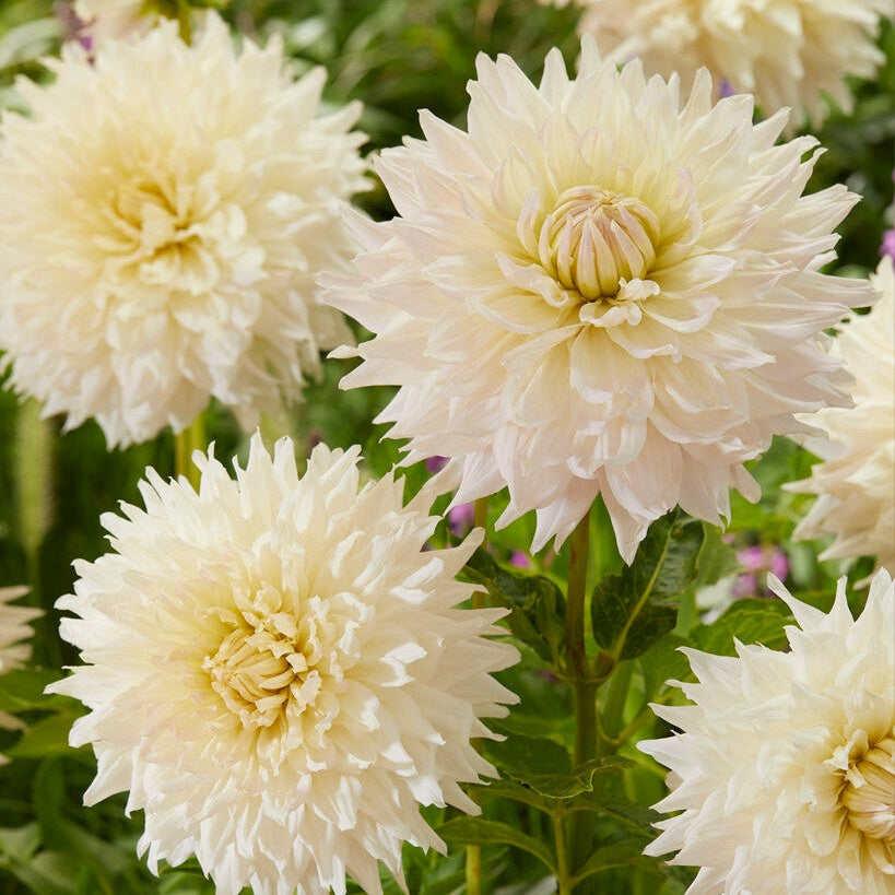 Dahlia Dekoratiivinen Kasvi Cloud 1-pakkaus