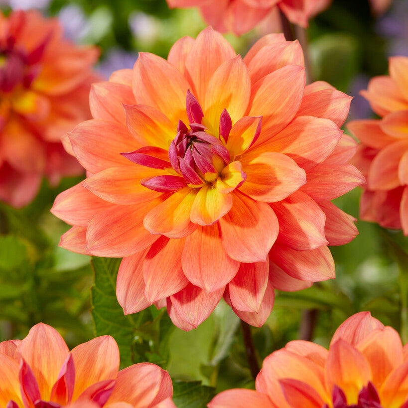 Dahlia Firepot Koristeellinen 1-pakkaus UUTUUS