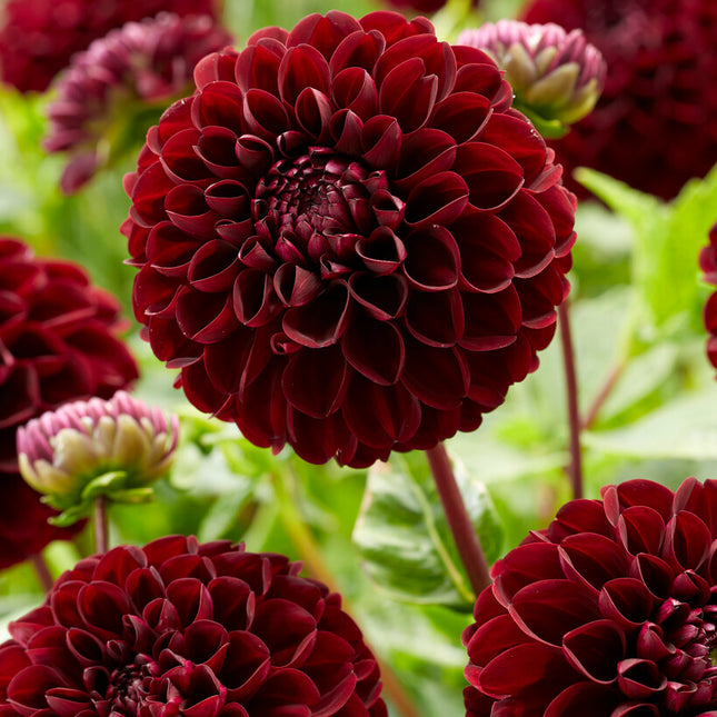 Dahlia Pompon Dark Spirit 1-pack