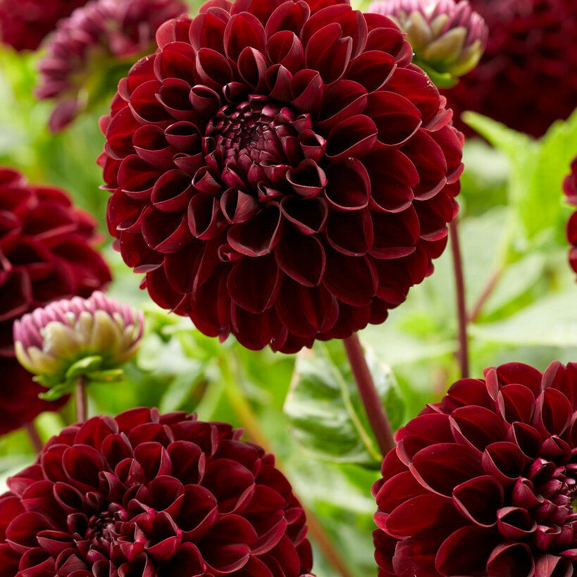 Dahlia Pompon Dark Spirit 1-pakkaus