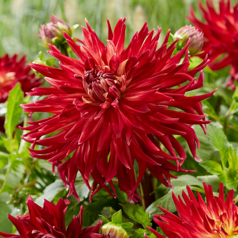 Dahlia Dekoratiivinen Manhattan Island 1-pakkaus