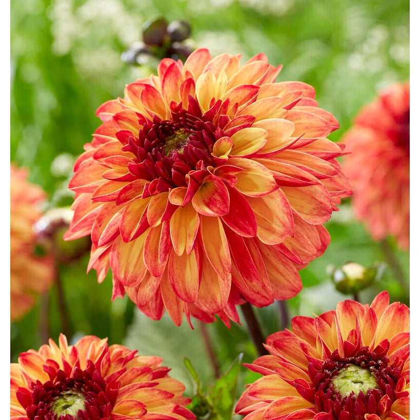 Dahlia Ding a Dong Koriste 1-pakkaus UUTUUS