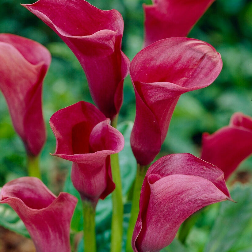 Zantedeschia Chianti  1-pakkaus