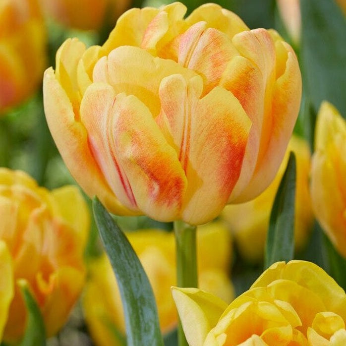 Tulppaani Foxy Foxtrot 7-pakkaus