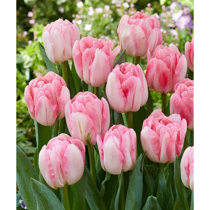 Tulppaani Foxtrot 7-pakkaus