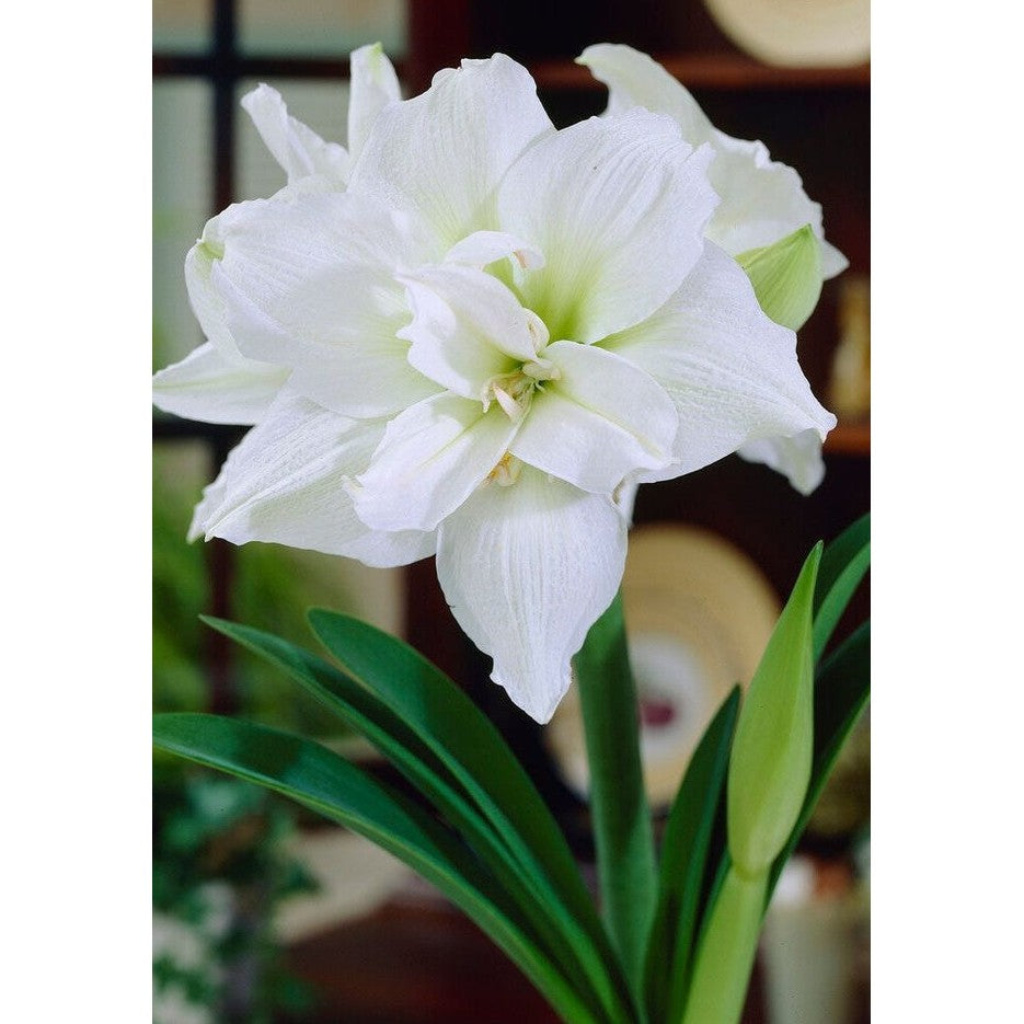 Amaryllis-Hippeastrum &