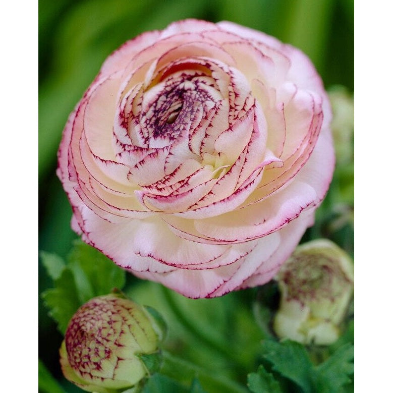 Bukettranunkel-Ranunculus asiaticus &