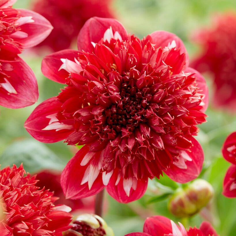 Dahlia Anemone Puhe 1-paketti