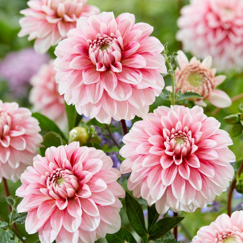 Dahlia Dekoratiivinen Mansikkakermakakku 1-pakkaus