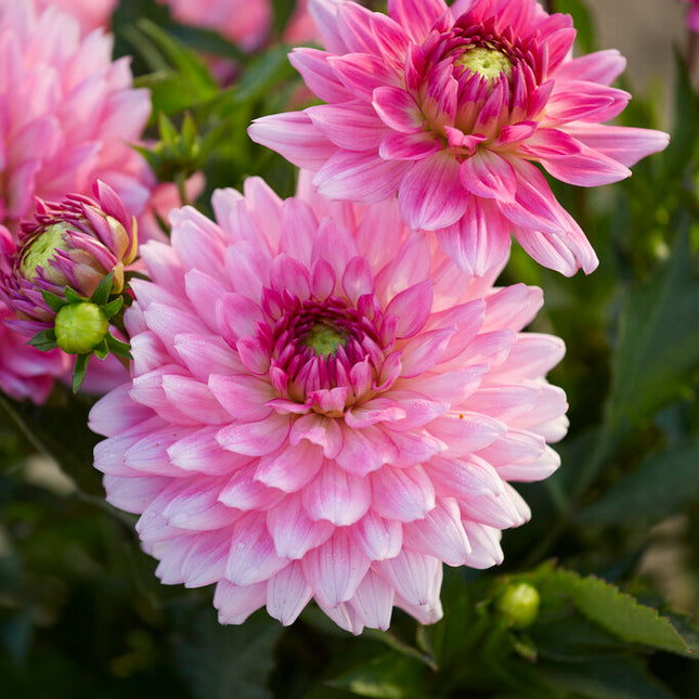 Dahlia Border Melody Lizza 1-pack