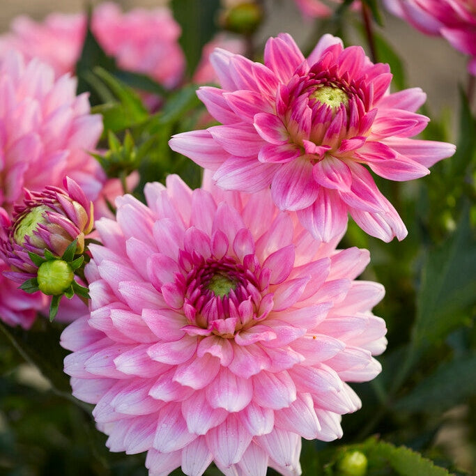 Dahlia Border Melody Lizza 1-pakkaus