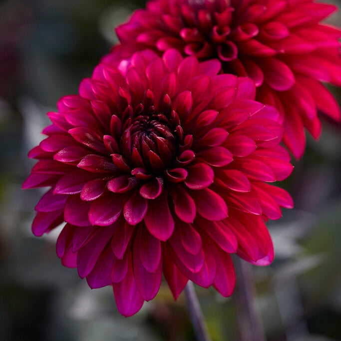 Dahlia Dekorativ Purple Flame 1-pack