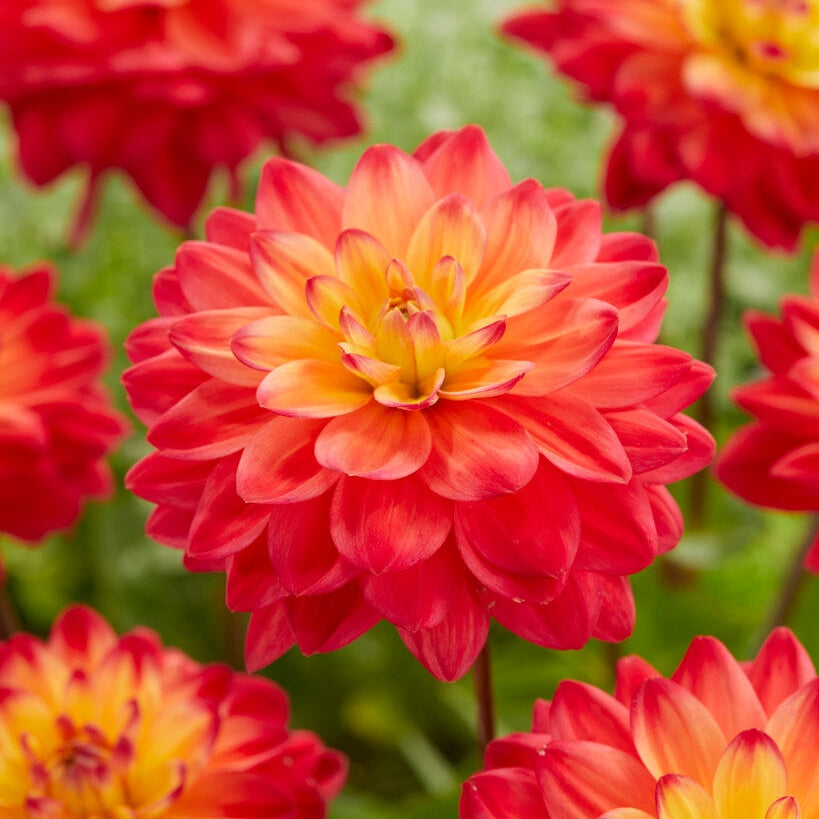 Dahlia Dekorativ Red Silence 1-pack