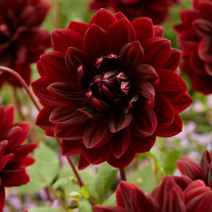 Dahlia Dekorativ Sam Hopkins 1-pack