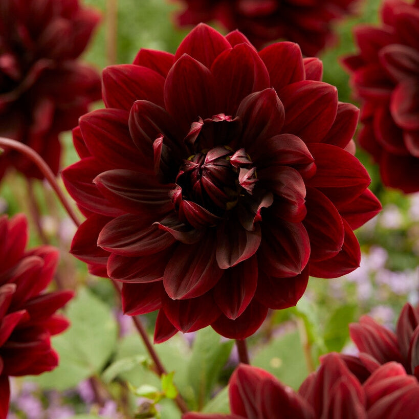 Dahlia Dekoratiivinen Sam Hopkins 1-pakkaus
