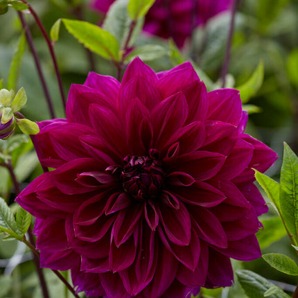 Dahlia Dekorativ Thomas A. Edison 1-pack