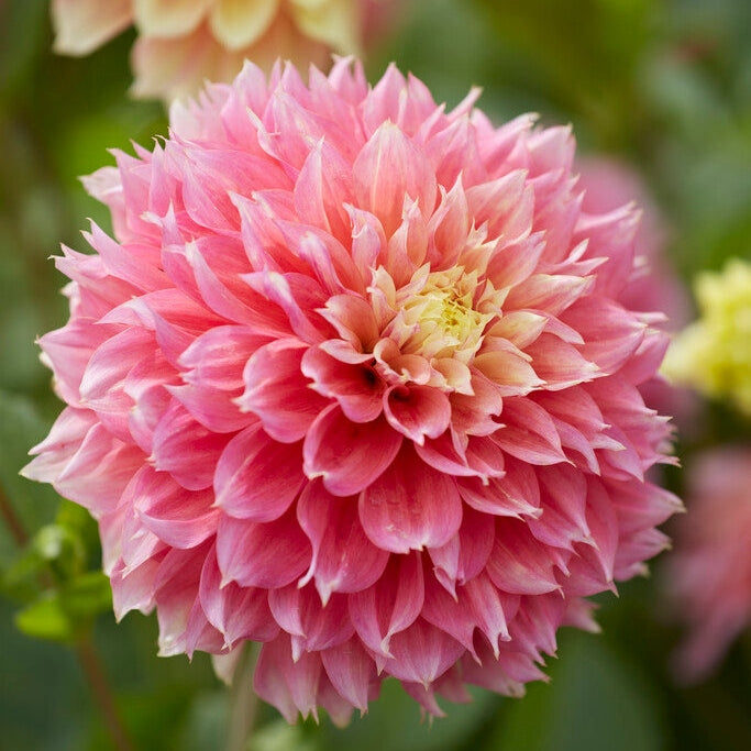Dahlia Fubuki Kogane 1-paketti